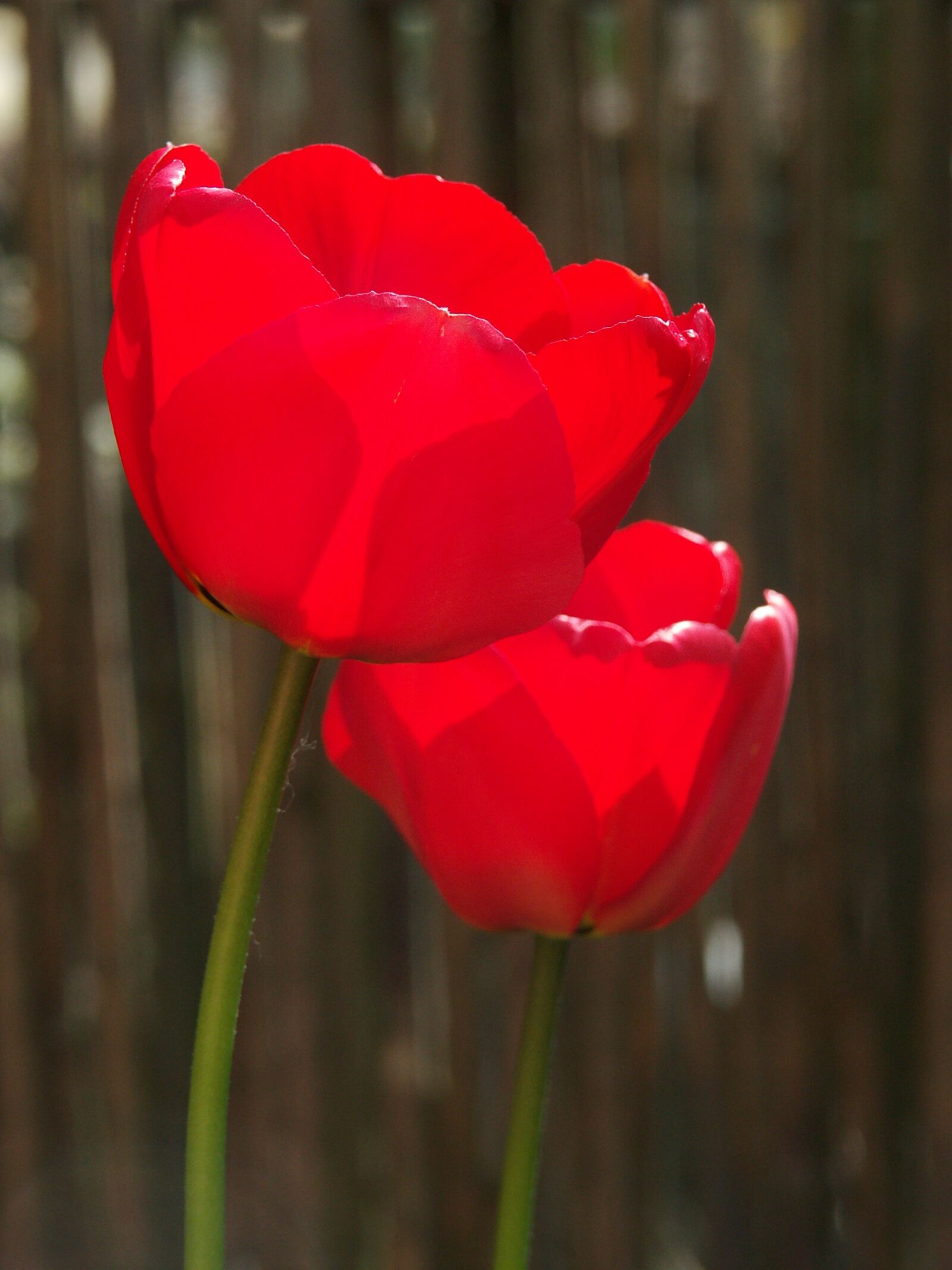 KONICA MINOLTA DiMAGE A1 sample photo. Nature, no person, love photography