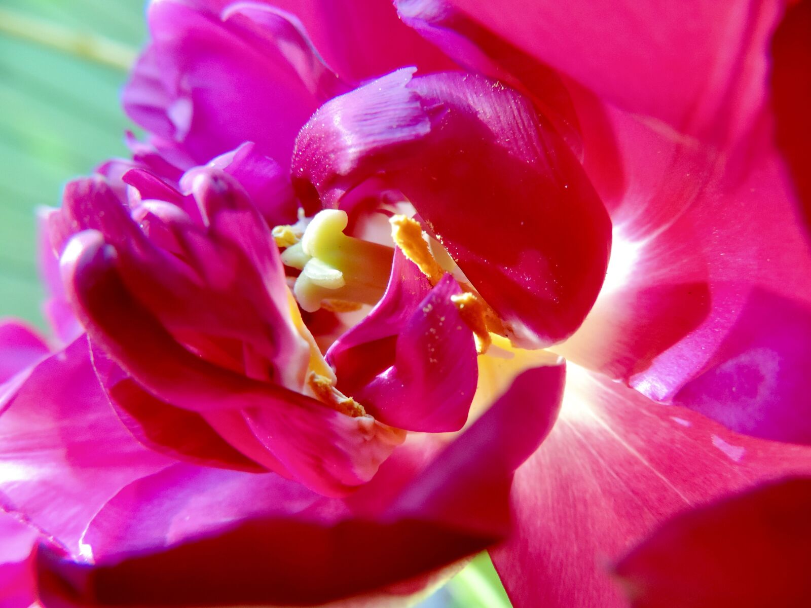 Nikon Coolpix P520 sample photo. Tulip, blossom, bloom photography