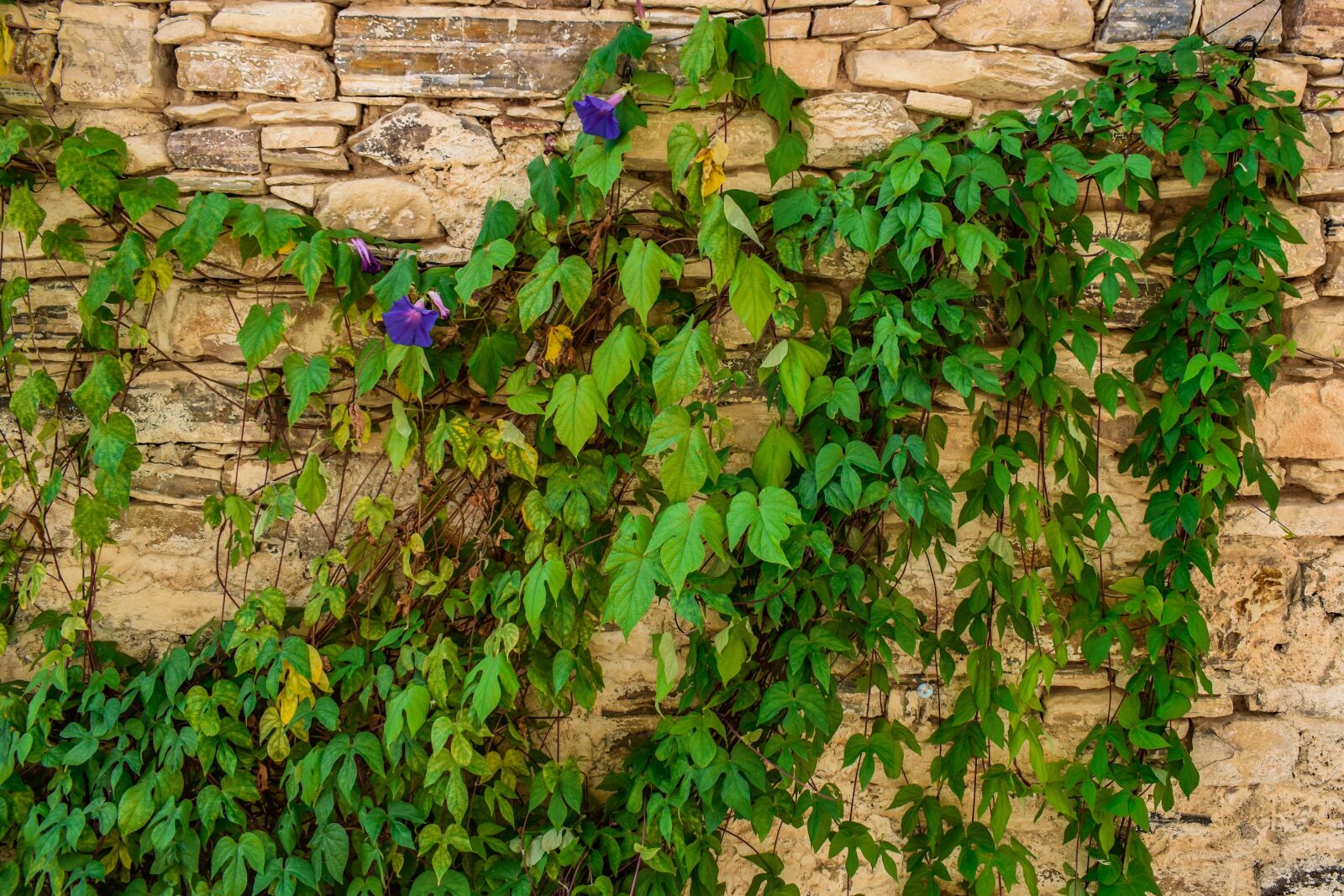 Nikon D3300 sample photo. Ivy, plant, wall photography