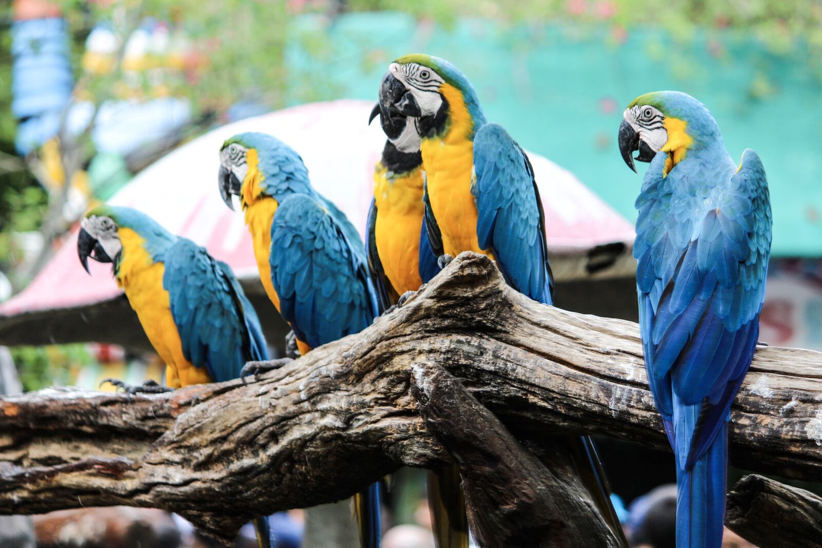 Canon EOS 1200D (EOS Rebel T5 / EOS Kiss X70 / EOS Hi) sample photo. Parrot, tree, bird photography
