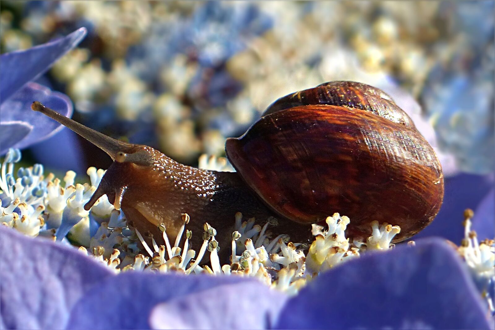 Panasonic Lumix DMC-FZ200 sample photo. Animal, mollusk, snail photography