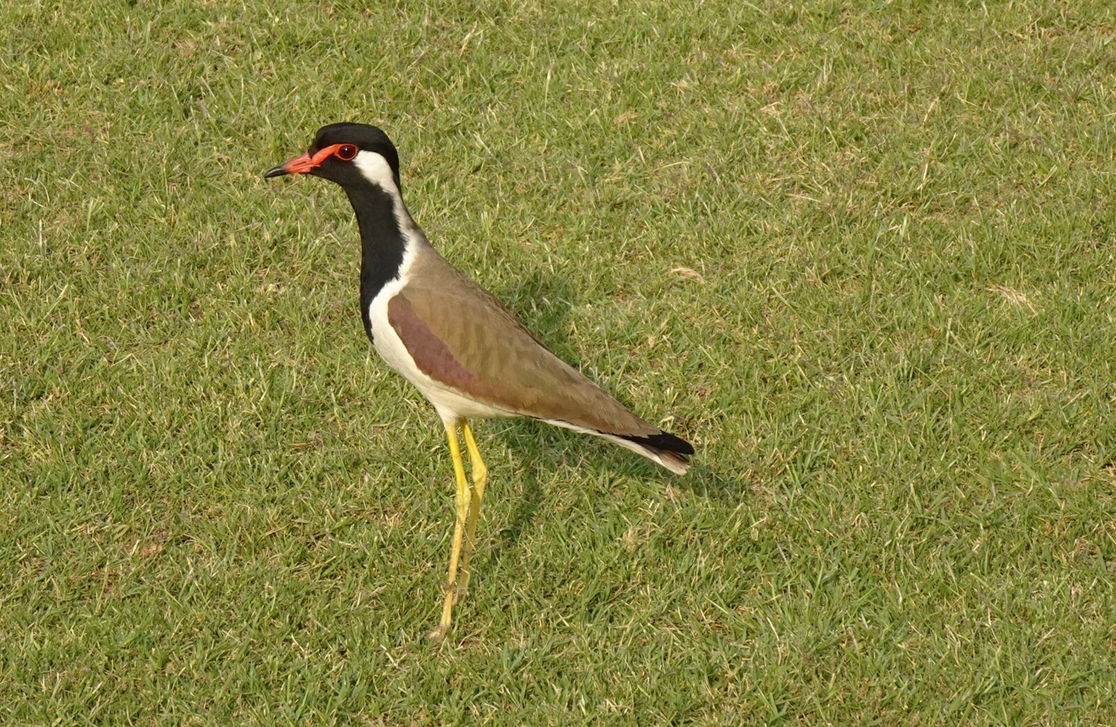 Sony DSC-WX800 sample photo. Bird, red-wattled lapwing, vanellus photography