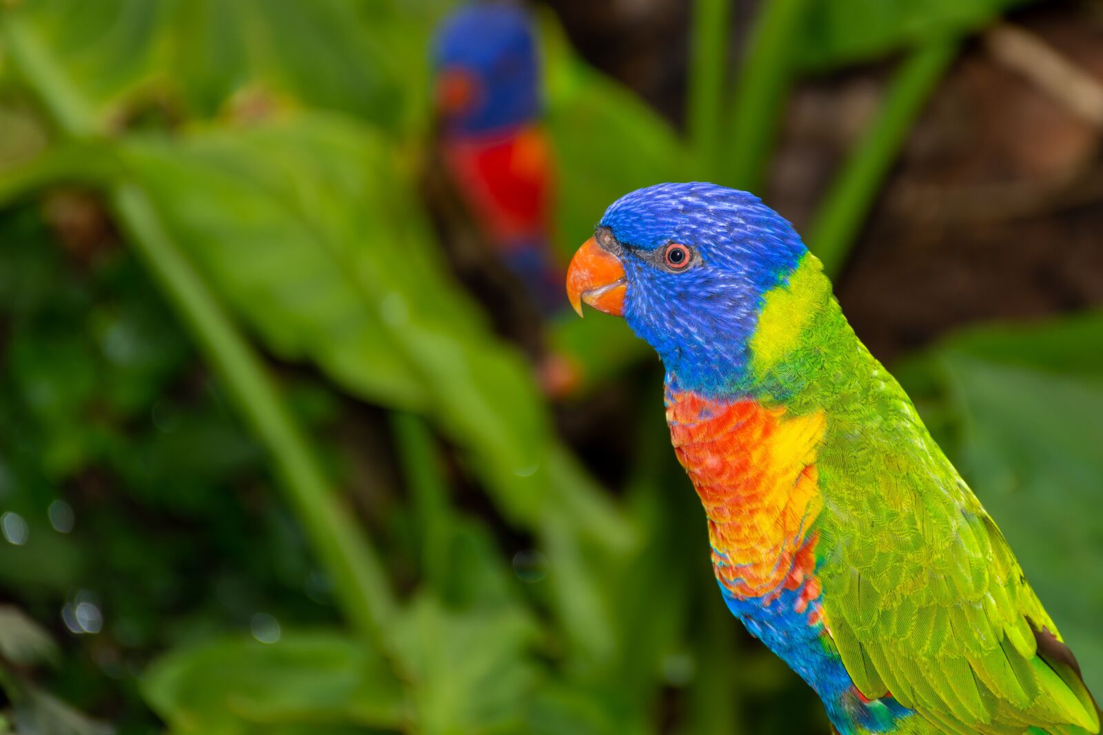 Nikon D7200 sample photo. Bird, parrot, tropical photography