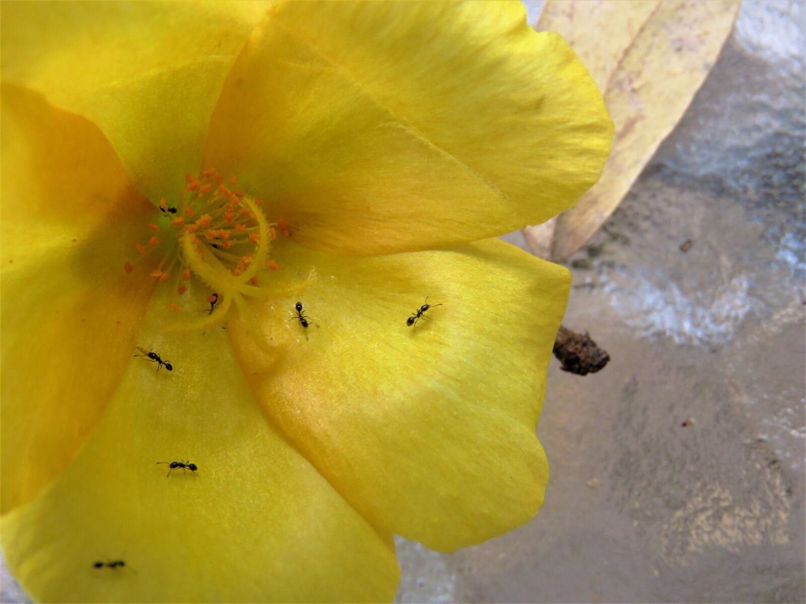 Canon PowerShot SX60 HS sample photo. Flower, yellow, macro photography