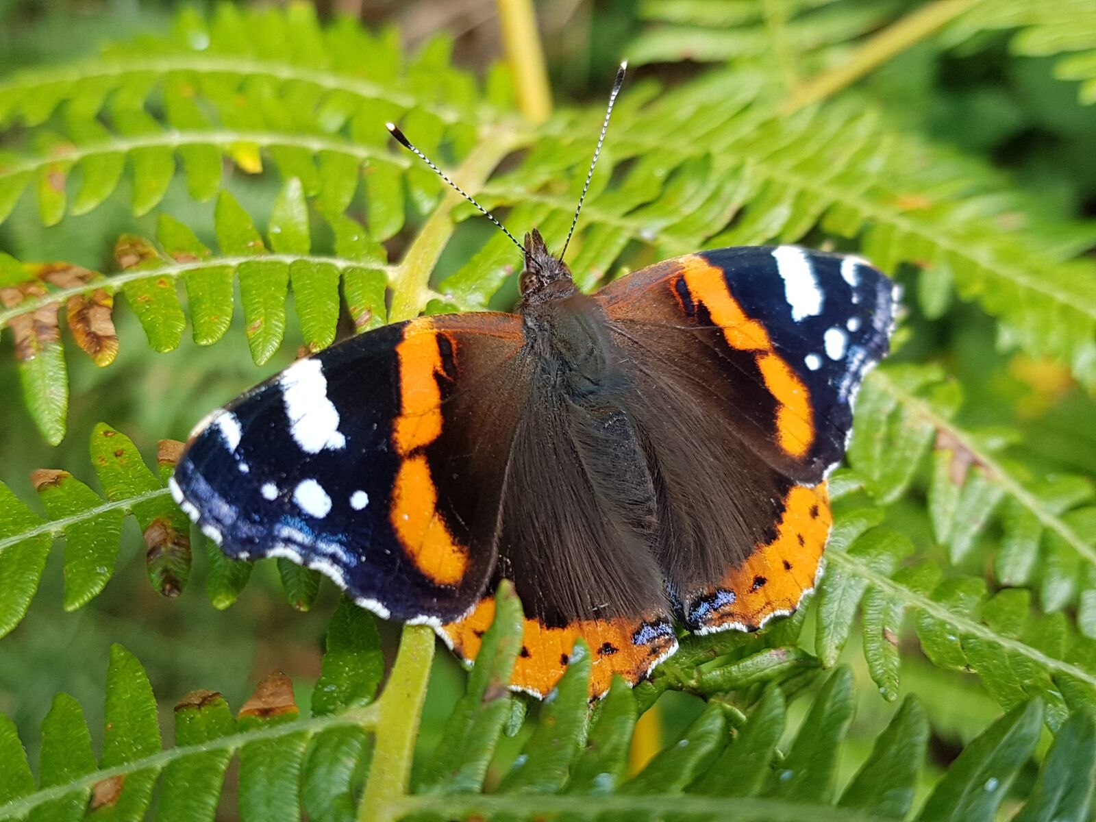 Samsung Galaxy S7 sample photo. Red, admiral, butterfly photography