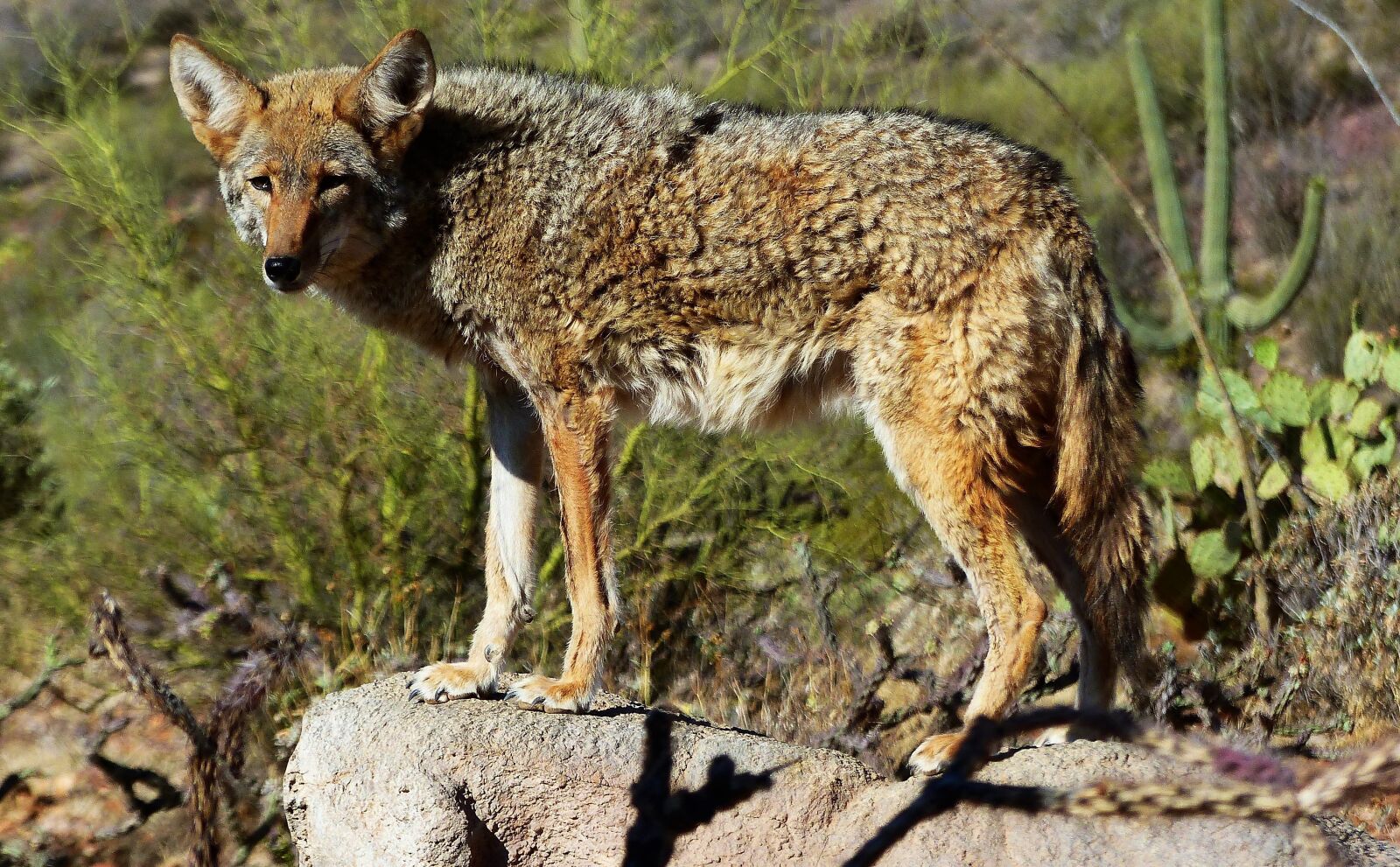 Panasonic Lumix DMC-FZ200 sample photo. Coyote, animal, nature photography