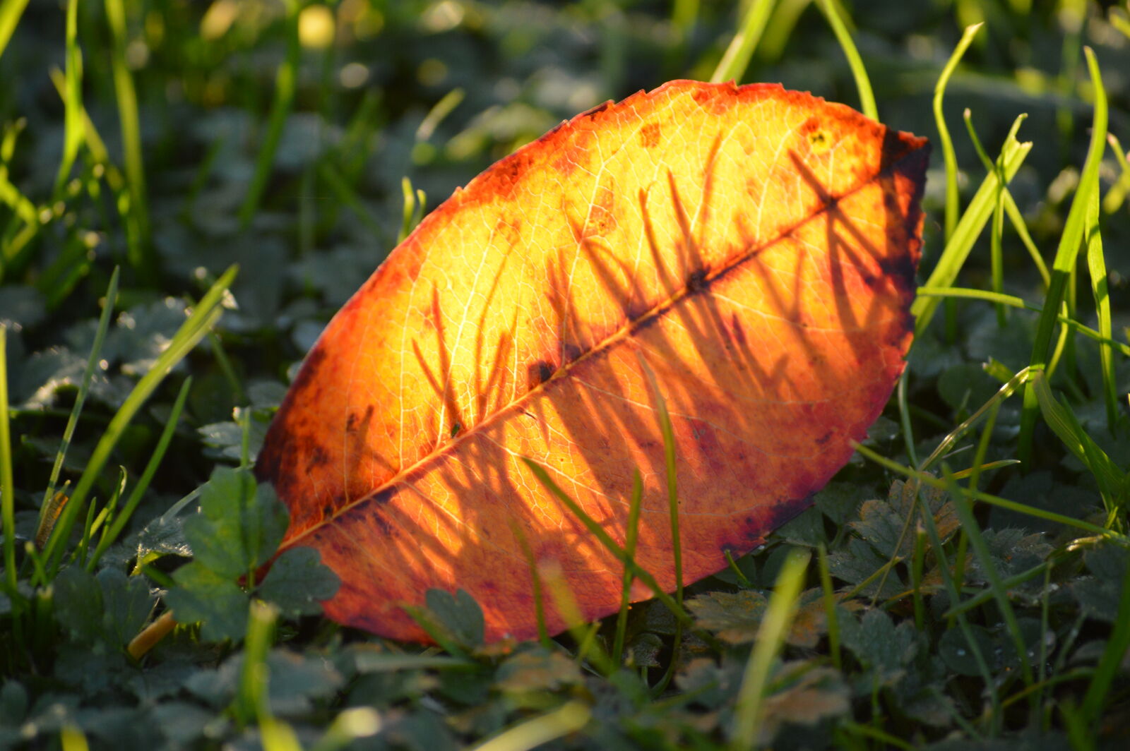 Nikon D3200 + Nikon AF-S DX Nikkor 55-200mm F4-5.6G VR sample photo. Autumn, leaf, fall, foliage photography