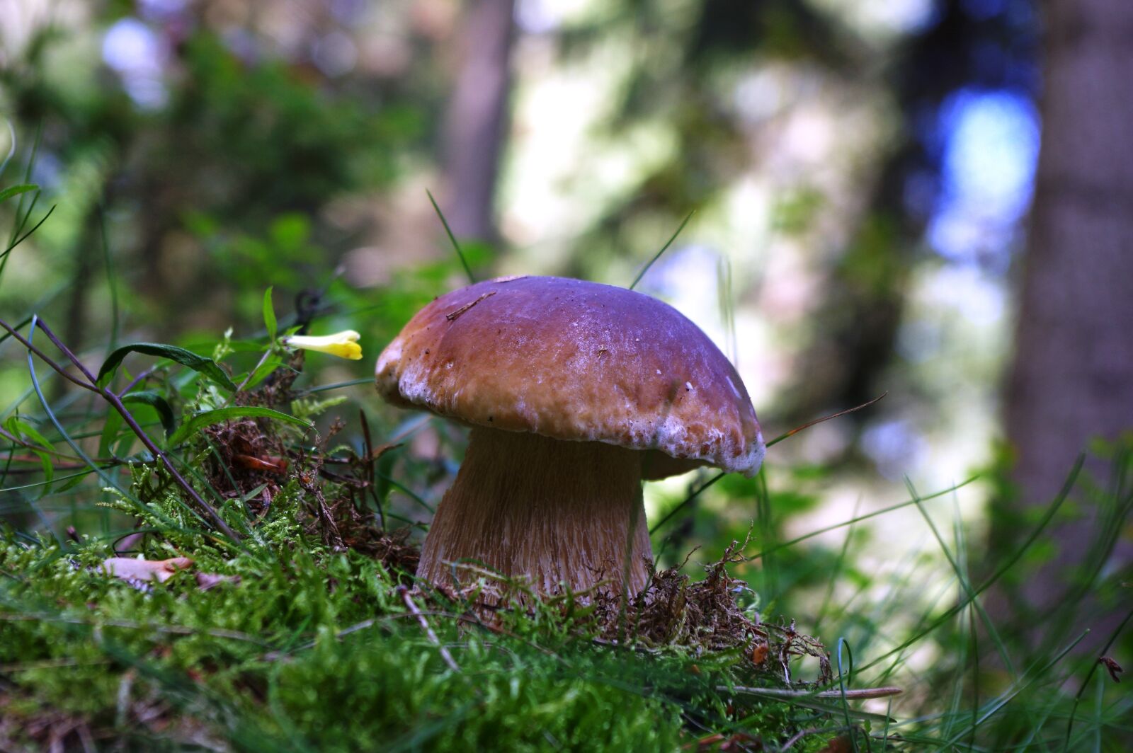 Pentax K-3 sample photo. Cep, mushroom, forest floor photography