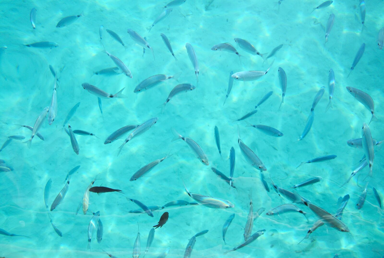 Nikon D90 sample photo. Sea, fish, water photography