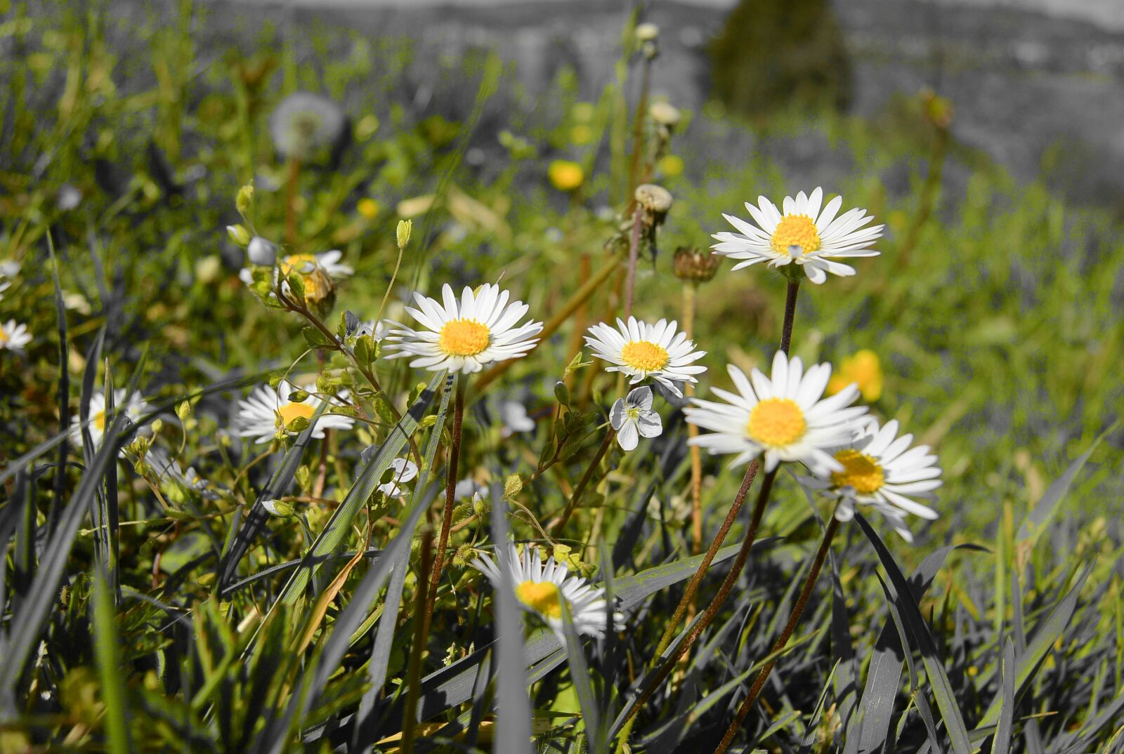 Nikon 1 Nikkor 11-27.5mm F3.5-5.6 sample photo. Daisy, daisies, close up photography