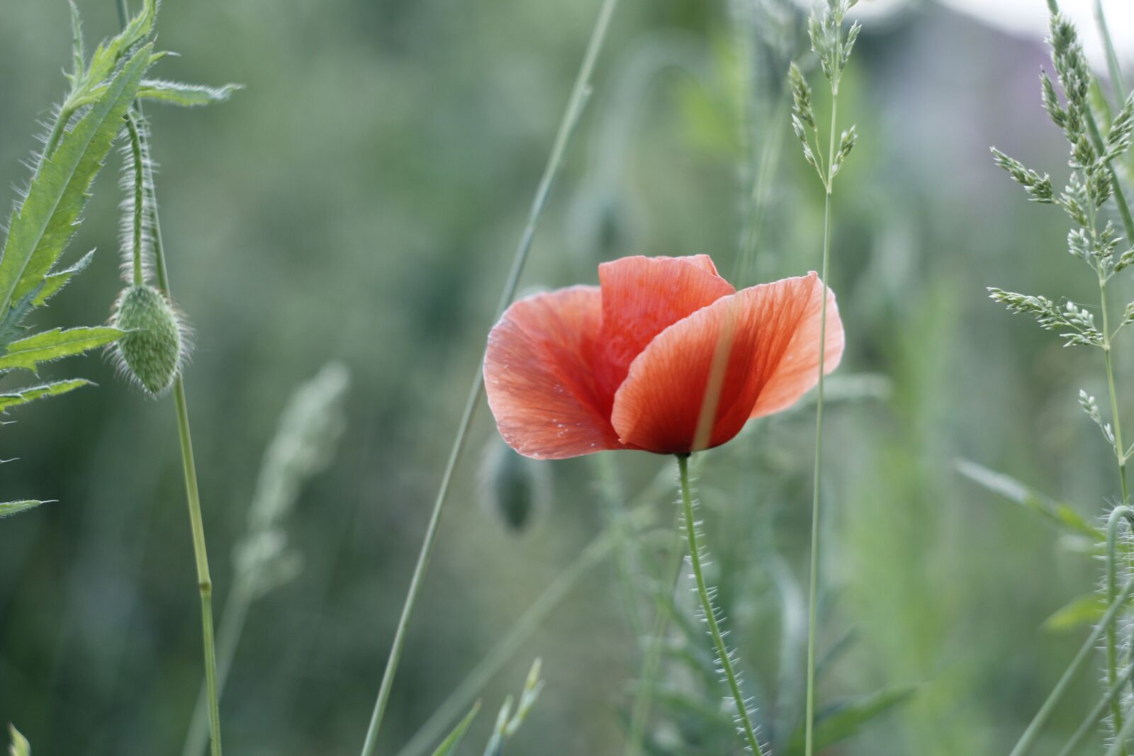 Canon EOS 60D sample photo. Mack, flowers, field photography