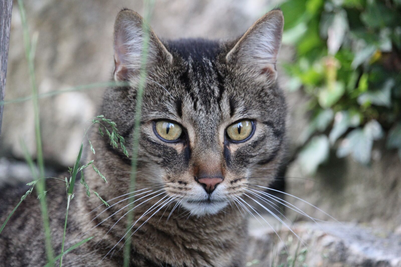 Canon EOS 1200D (EOS Rebel T5 / EOS Kiss X70 / EOS Hi) sample photo. Cat, mackerel, eyes photography