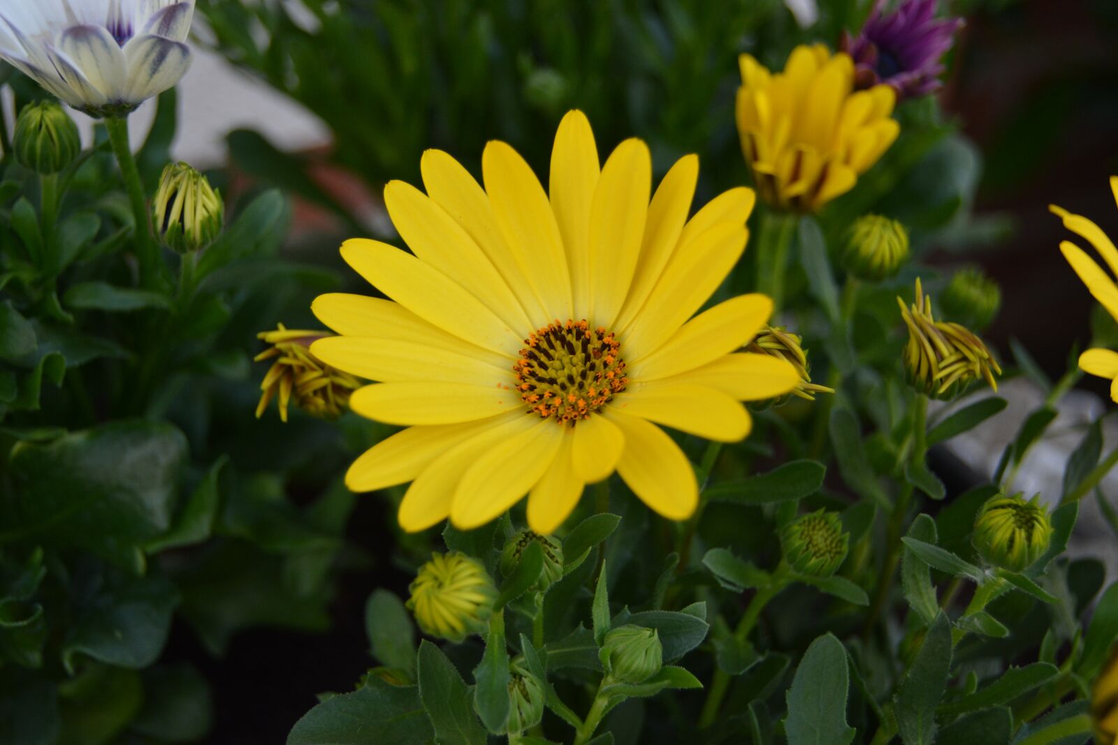 Nikon D5200 sample photo. Flower, blossom, bloom photography