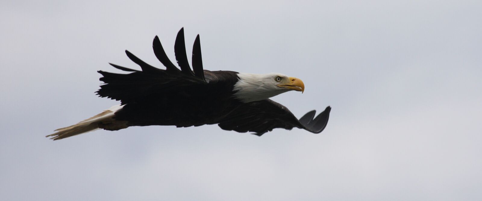 Canon EOS 40D sample photo. Eagle, wings, flying photography