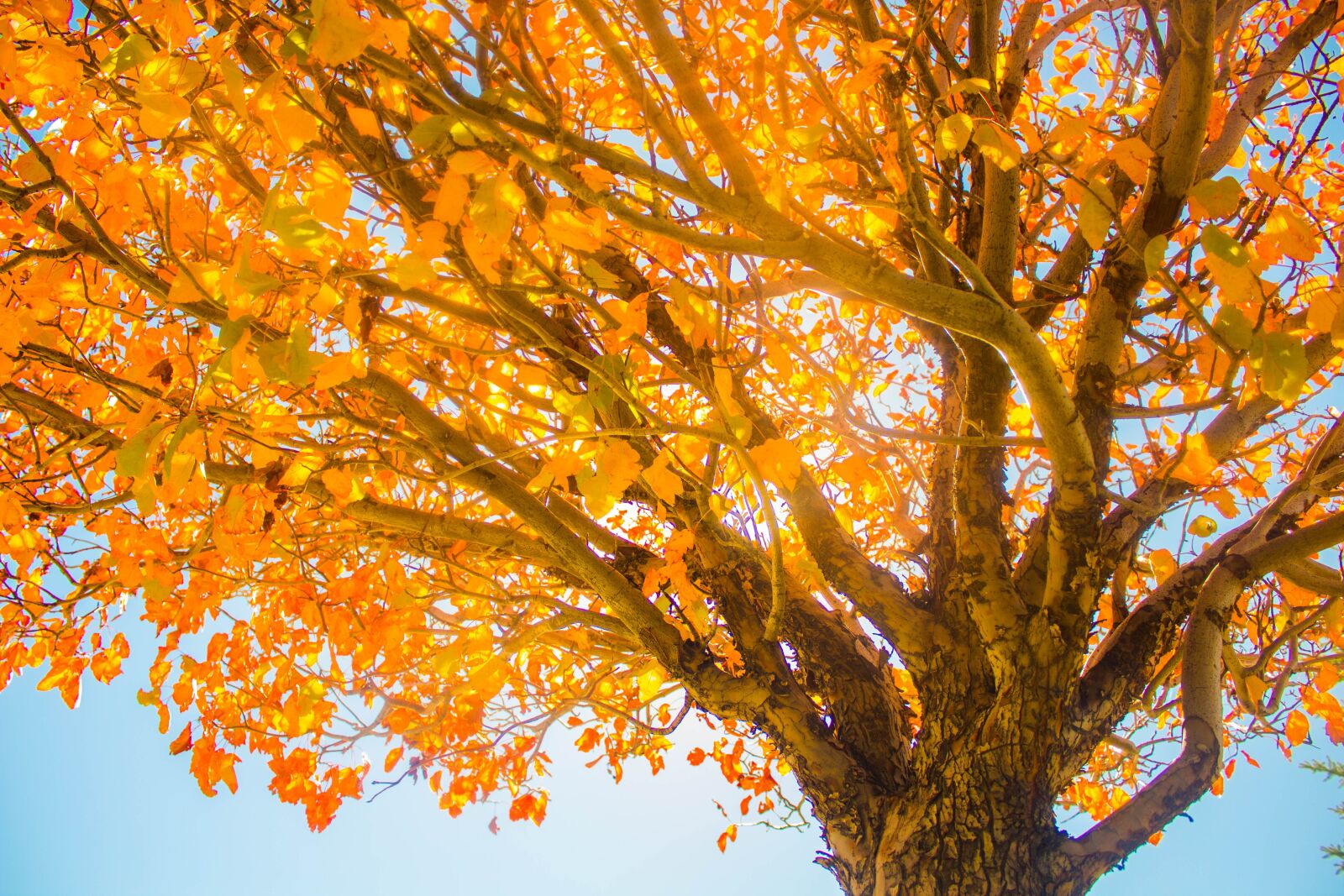 Canon EOS 1300D (EOS Rebel T6 / EOS Kiss X80) sample photo. Fall, tree, sky photography