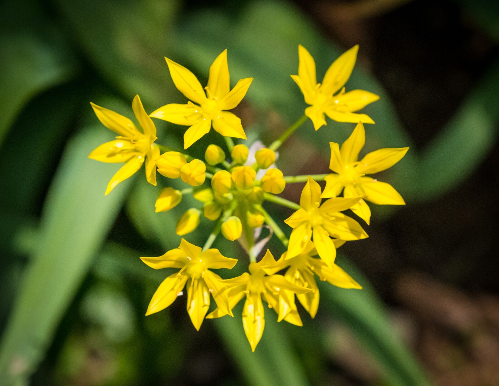 Fujifilm X-T2 sample photo. Flower, bloom, summer photography
