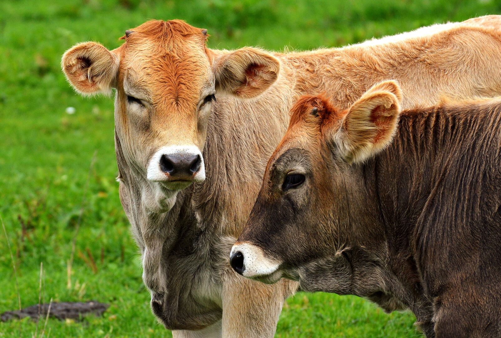 Nikon D3200 sample photo. Cow, allgäu, cows photography
