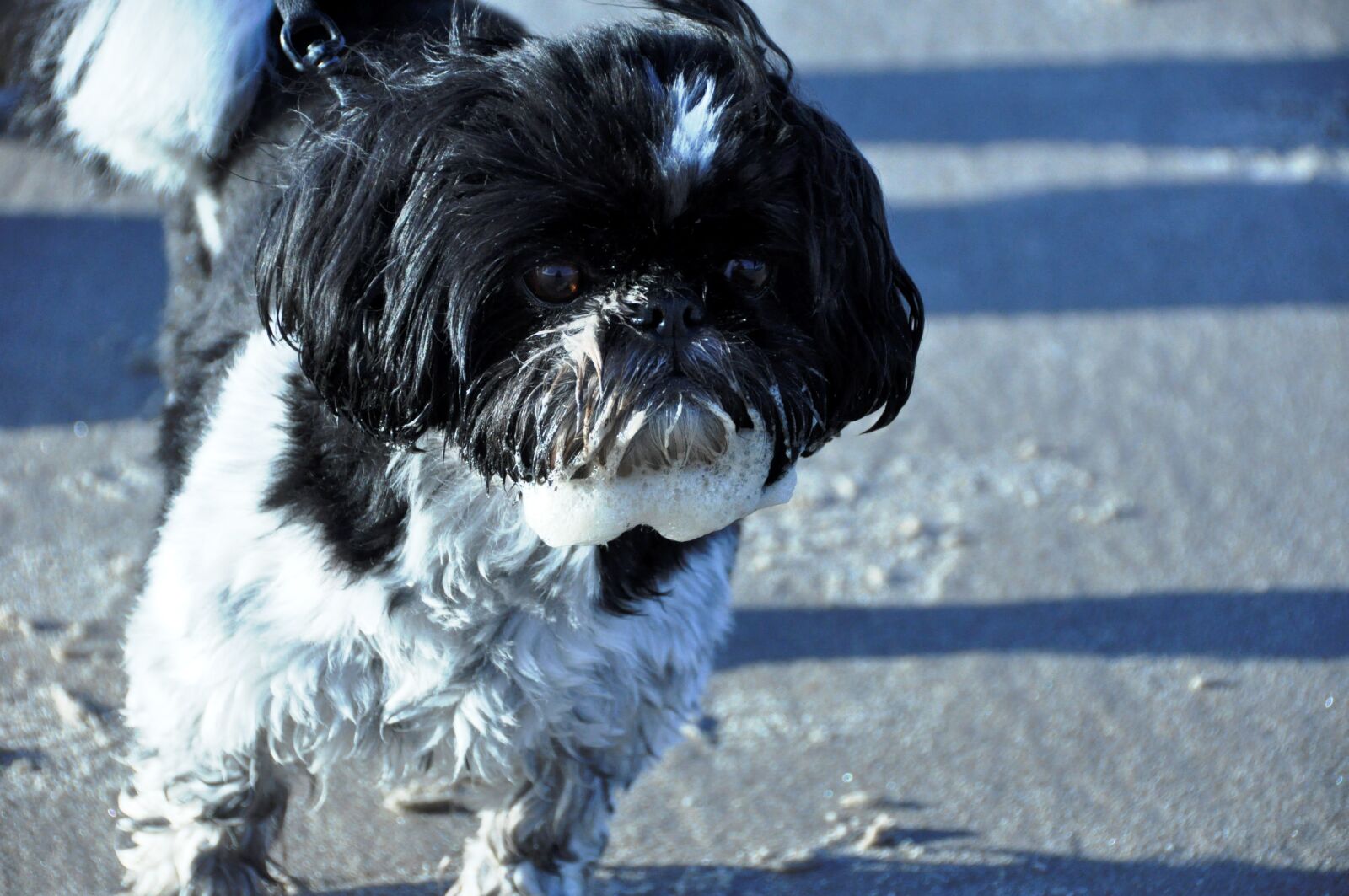 Nikon D90 sample photo. Dog, schitsu, beach photography