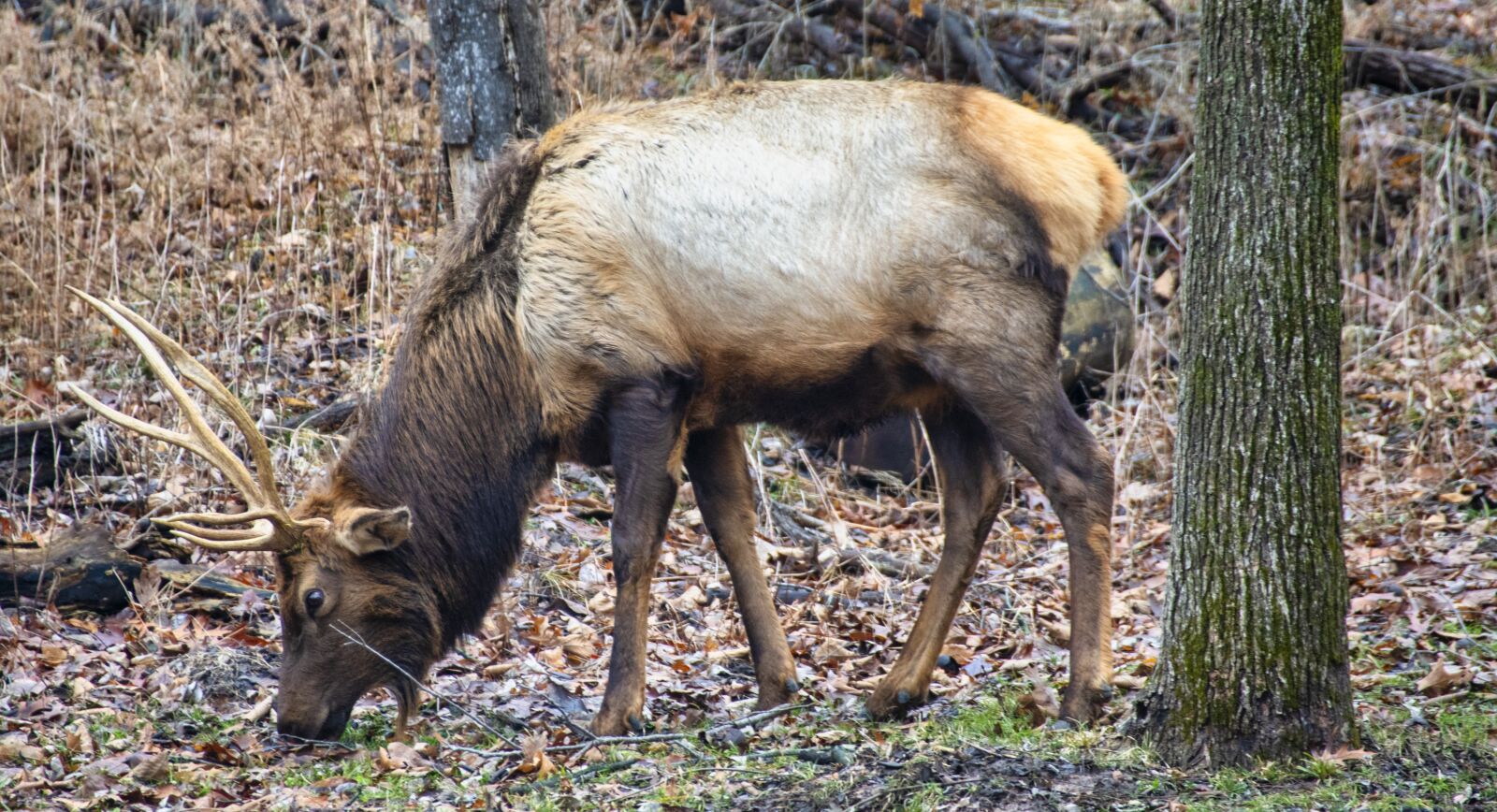 Nikon D850 sample photo. Elk, male, animal photography