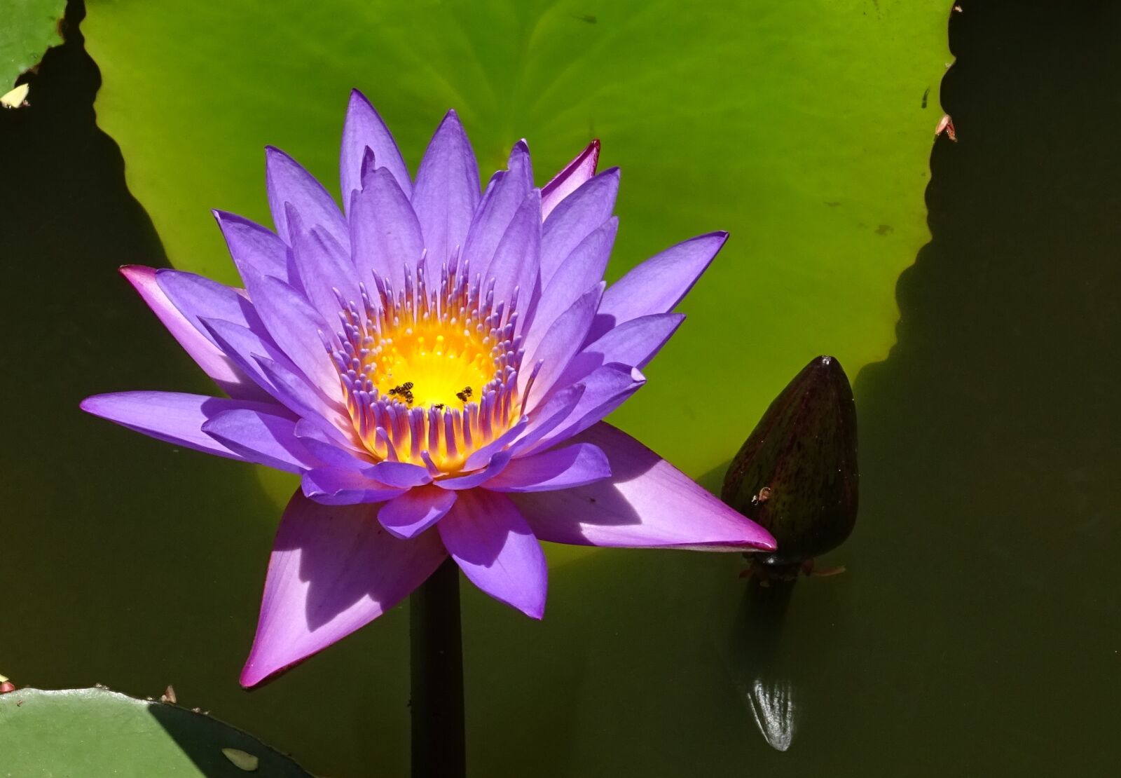 Sony DSC-HX60V sample photo. Lily, flower, nymphaea tina photography