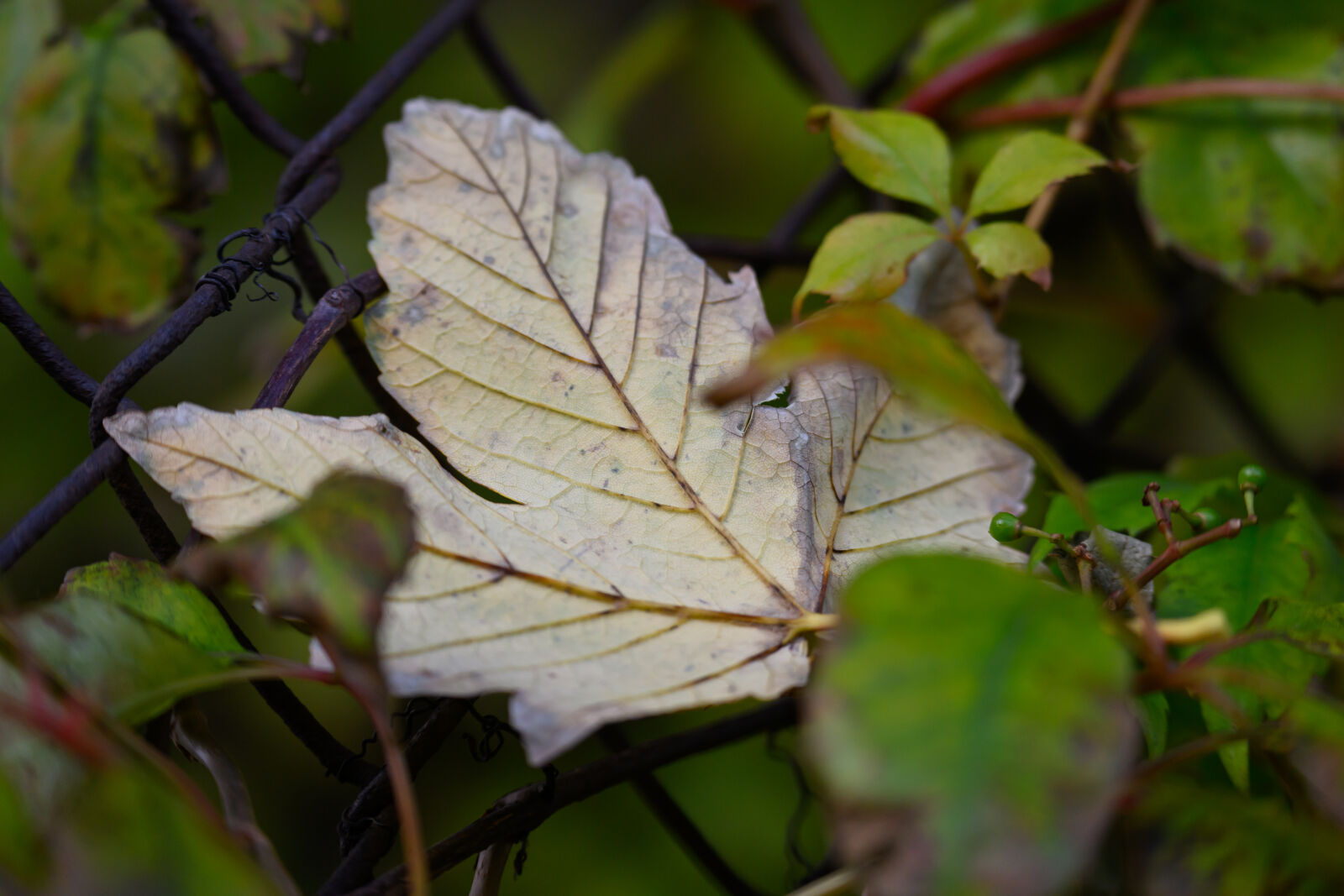Nikon Z9 sample photo. Leaf among leaves photography