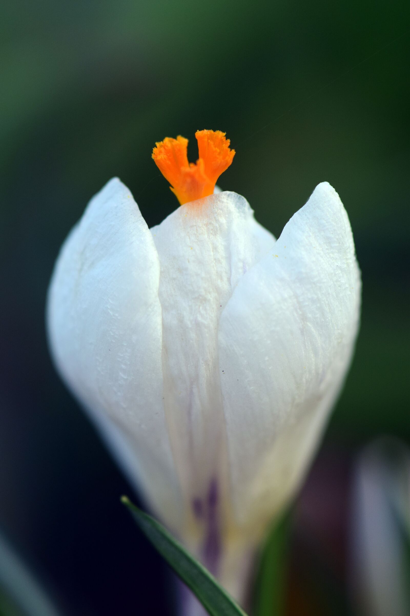 Nikon D3300 sample photo. Crocus, white, spring photography