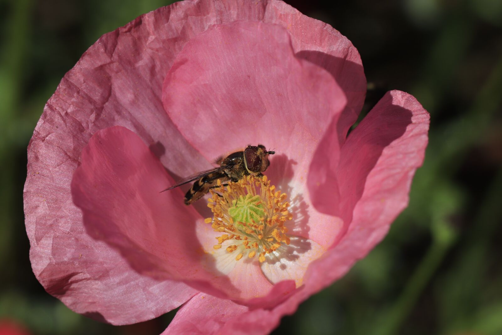 Canon EOS 77D (EOS 9000D / EOS 770D) sample photo. Blossom, bloom, rose photography
