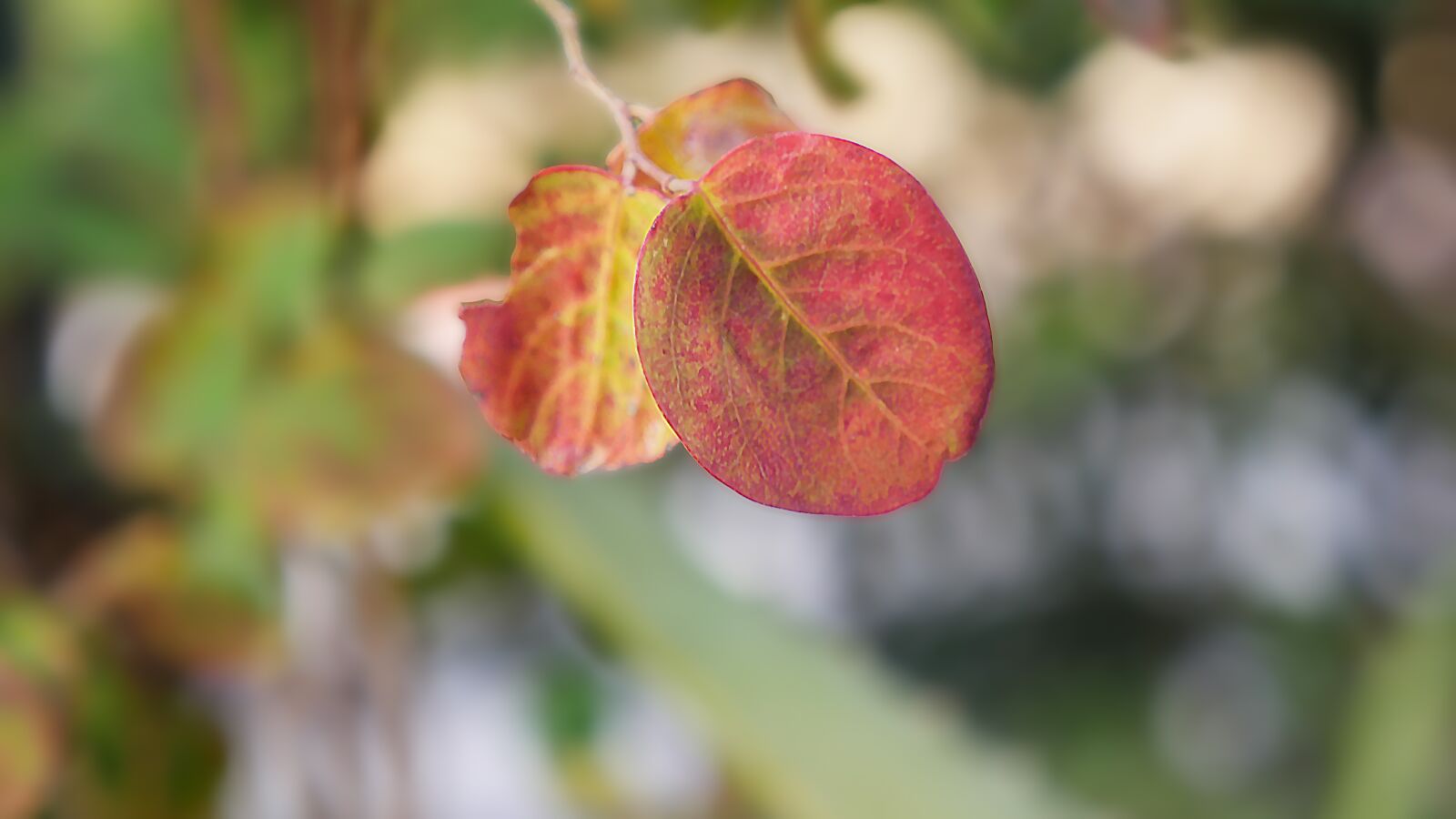 Panasonic Lumix DMC-GH4 sample photo. Leaf, nature, flora photography