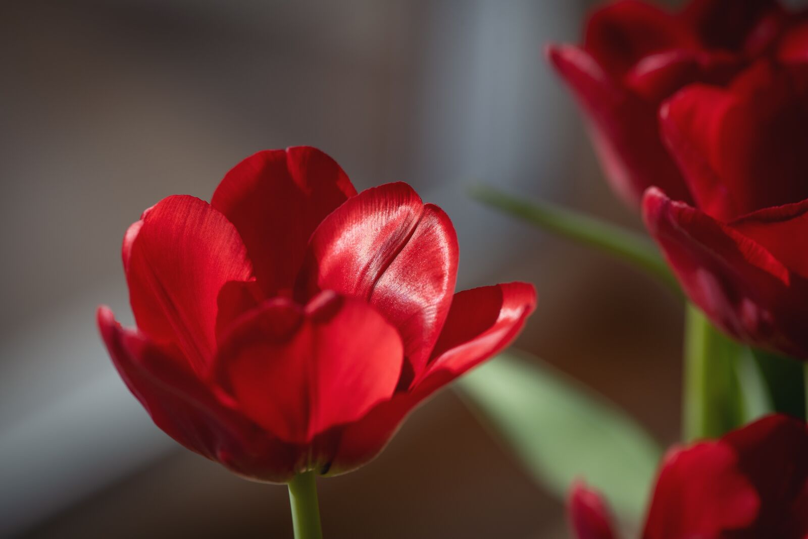 Nikon D750 sample photo. Flower, tulip, red photography