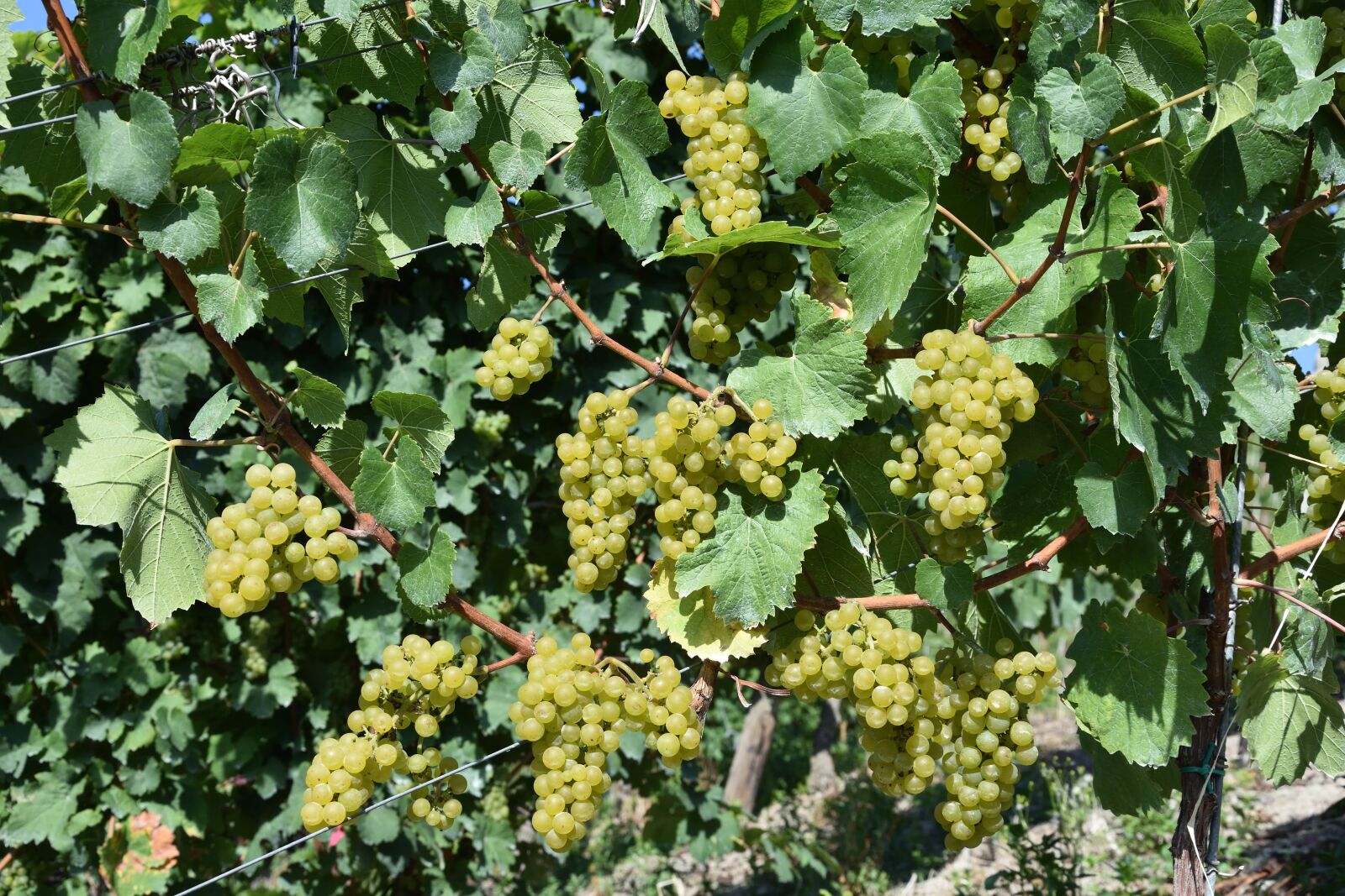 Nikon D7200 sample photo. Grapes, grape, mature photography