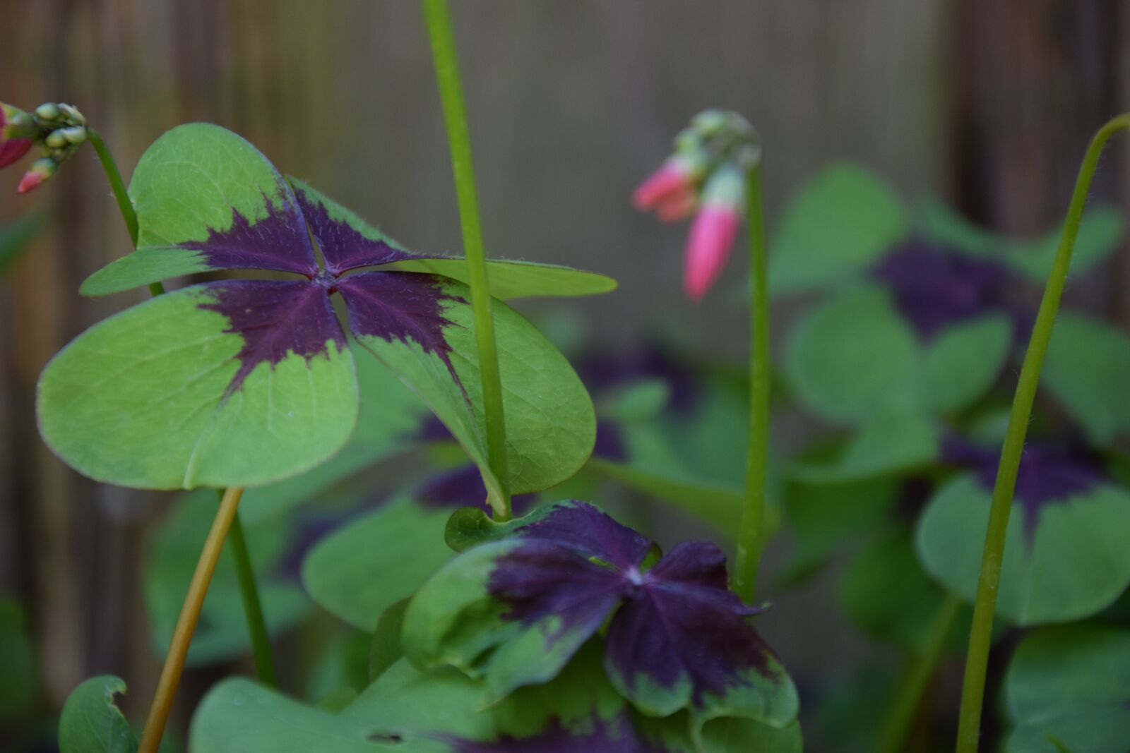 Nikon D3300 sample photo. Luck, four leaf clover photography