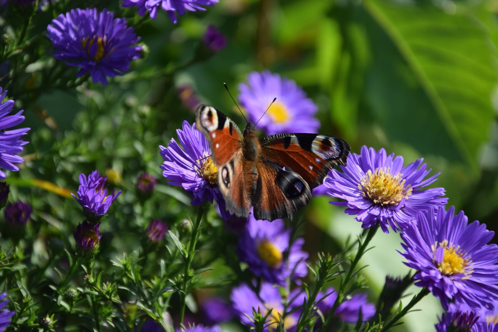 Nikon D5300 sample photo. Flowers, aster, butterfly photography
