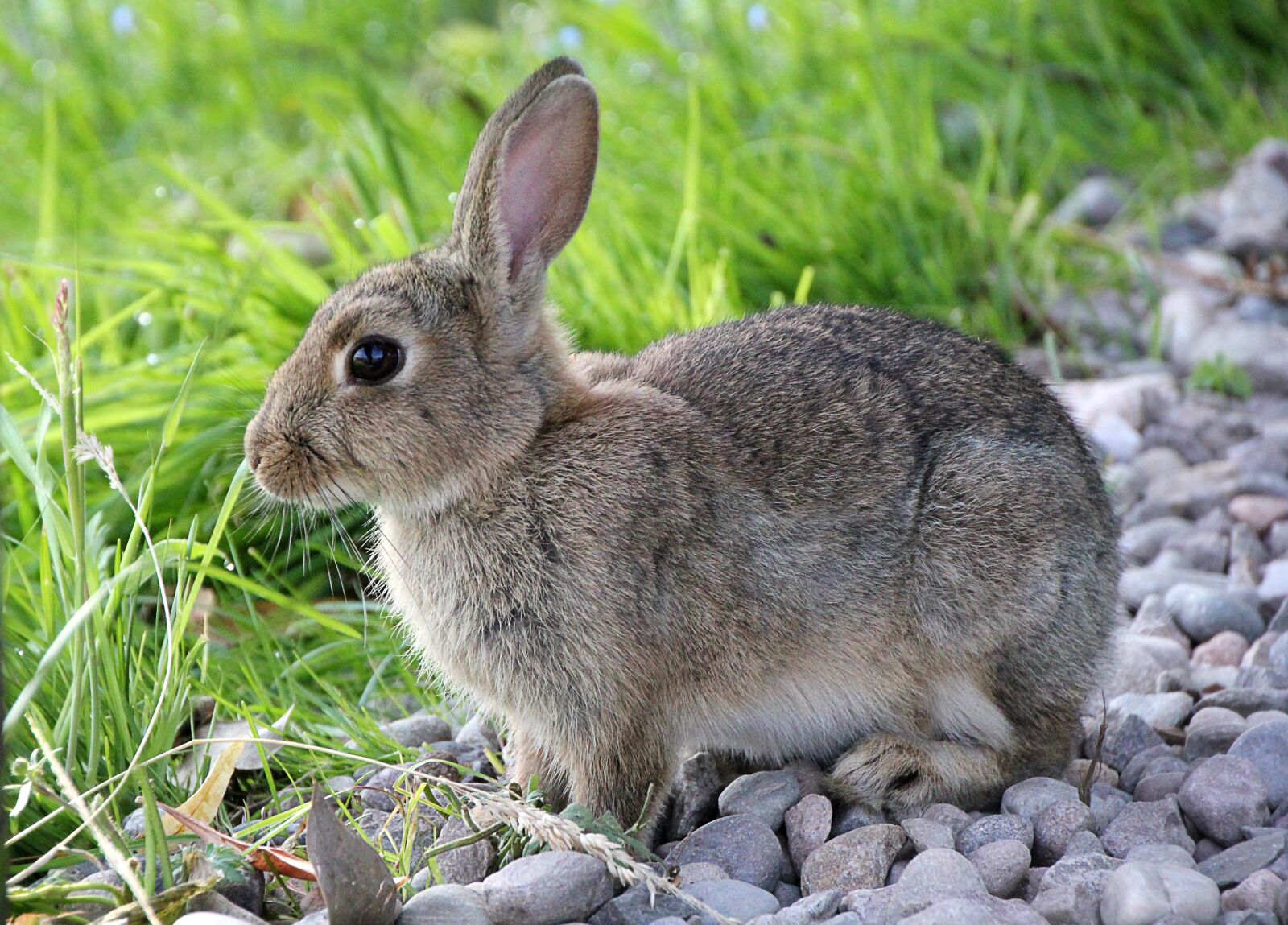 Canon EOS 550D (EOS Rebel T2i / EOS Kiss X4) sample photo. Hare, rabbit, animal photography