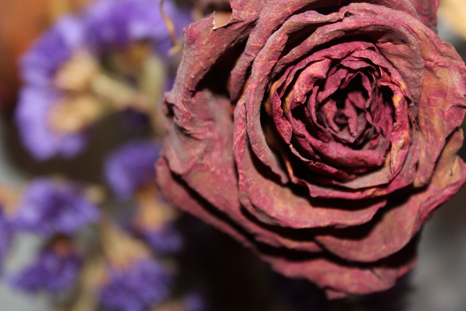 Canon EOS 1200D (EOS Rebel T5 / EOS Kiss X70 / EOS Hi) sample photo. Dried rose, floral, flower photography