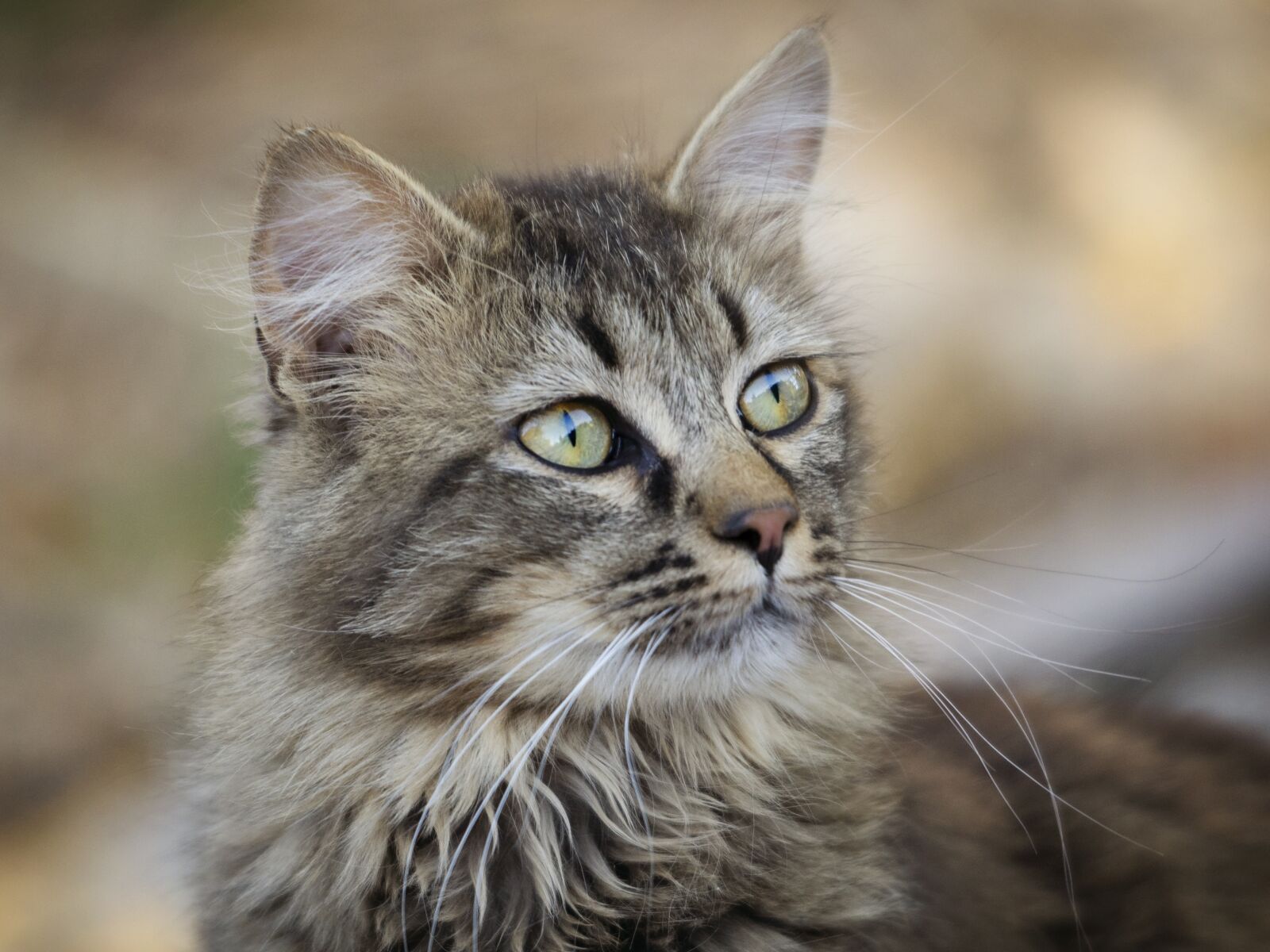 Nikon D7200 sample photo. Cat, animal, pet photography