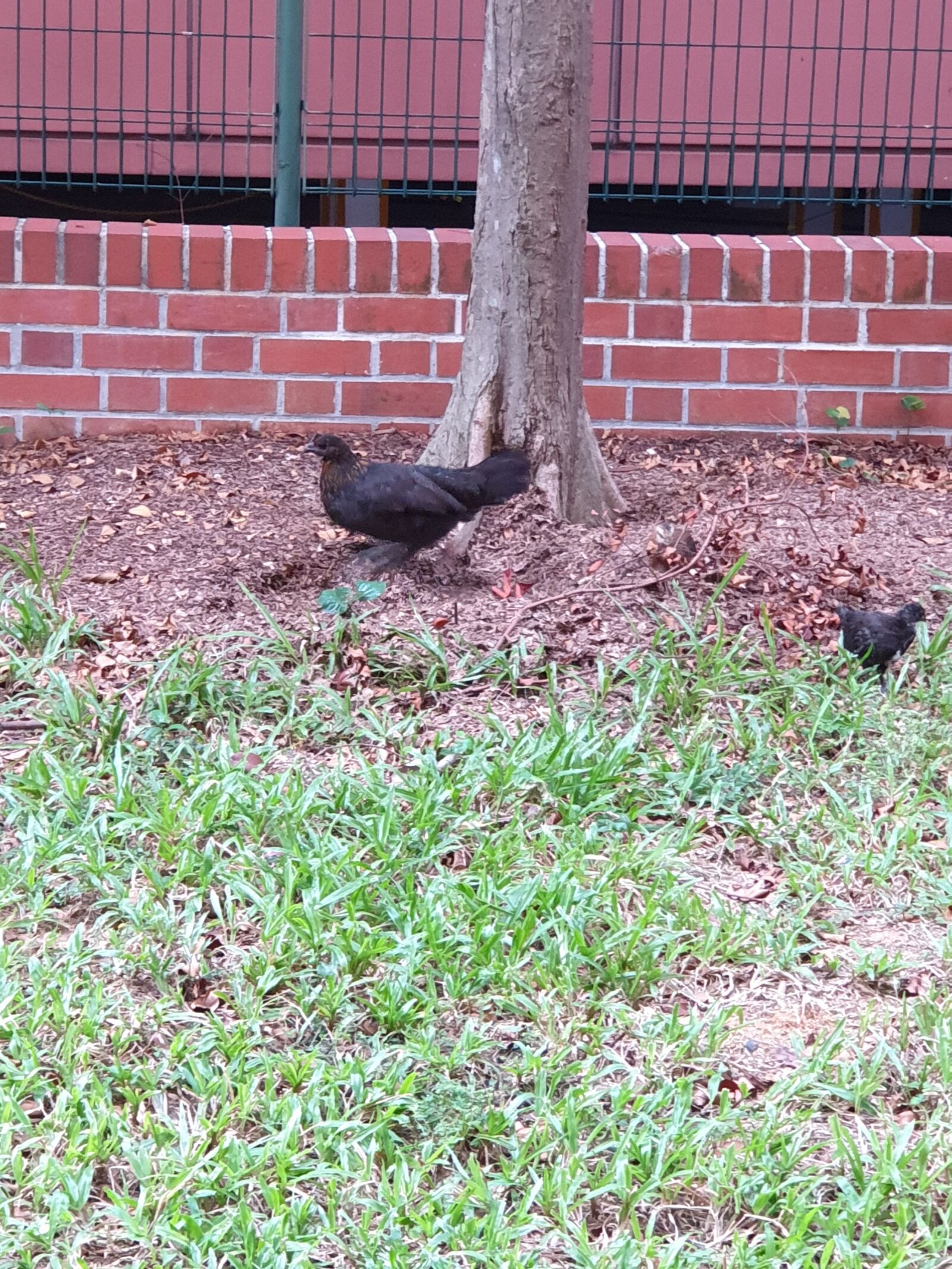 Samsung Galaxy Note9 sample photo. Hen, chick, chicken photography