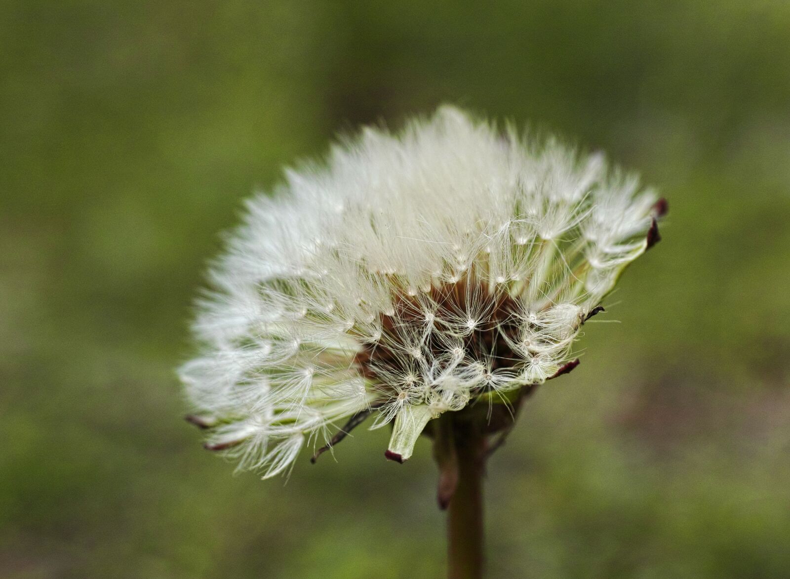 Sigma DP3 Merrill sample photo. Flower, nature, flowers photography
