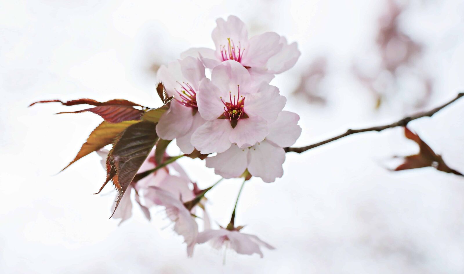 Canon EOS 550D (EOS Rebel T2i / EOS Kiss X4) sample photo. Branch, flower, tree, nature photography