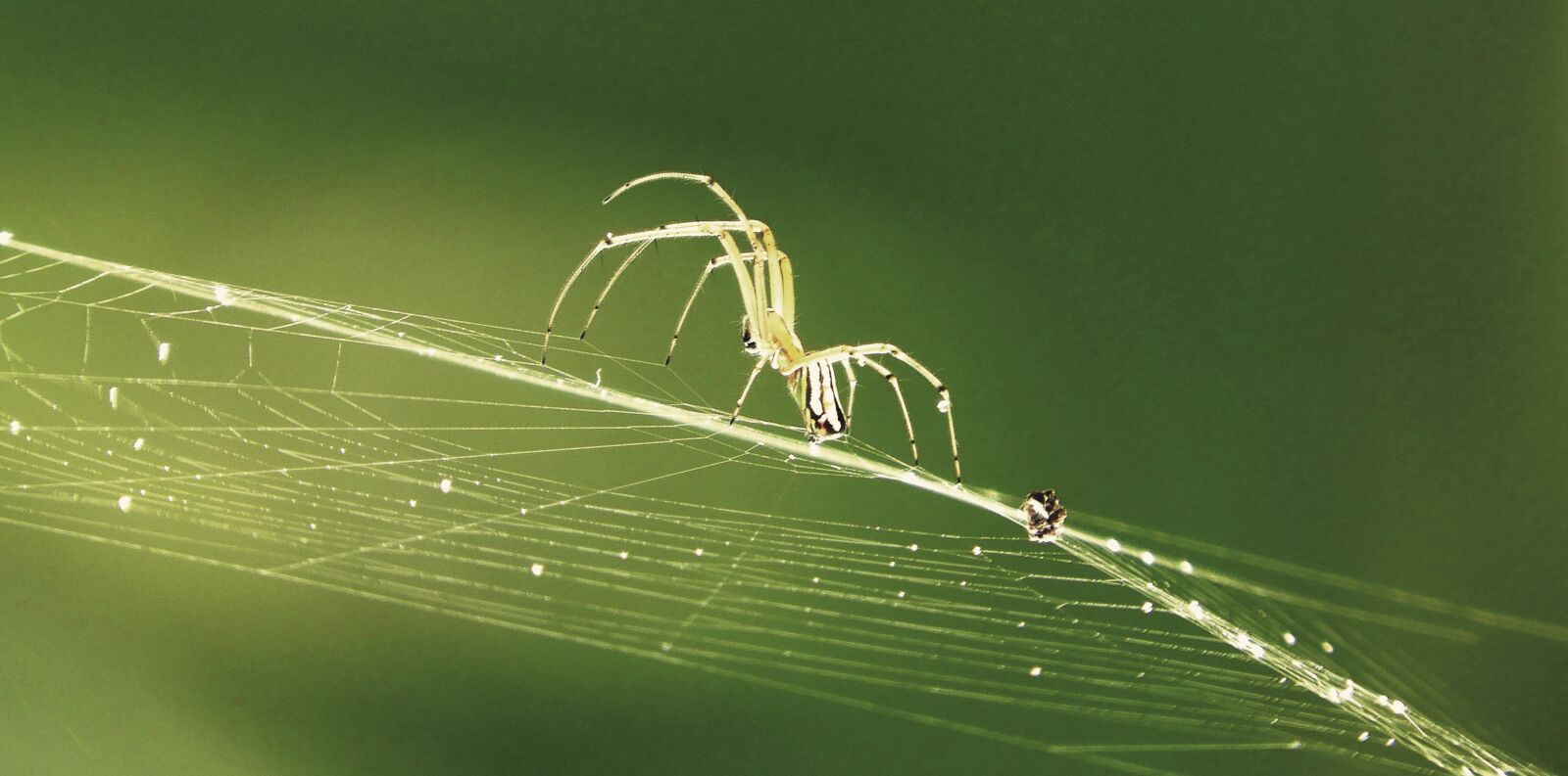 Nikon Coolpix B700 sample photo. Nature, spider weaver, arachnid photography