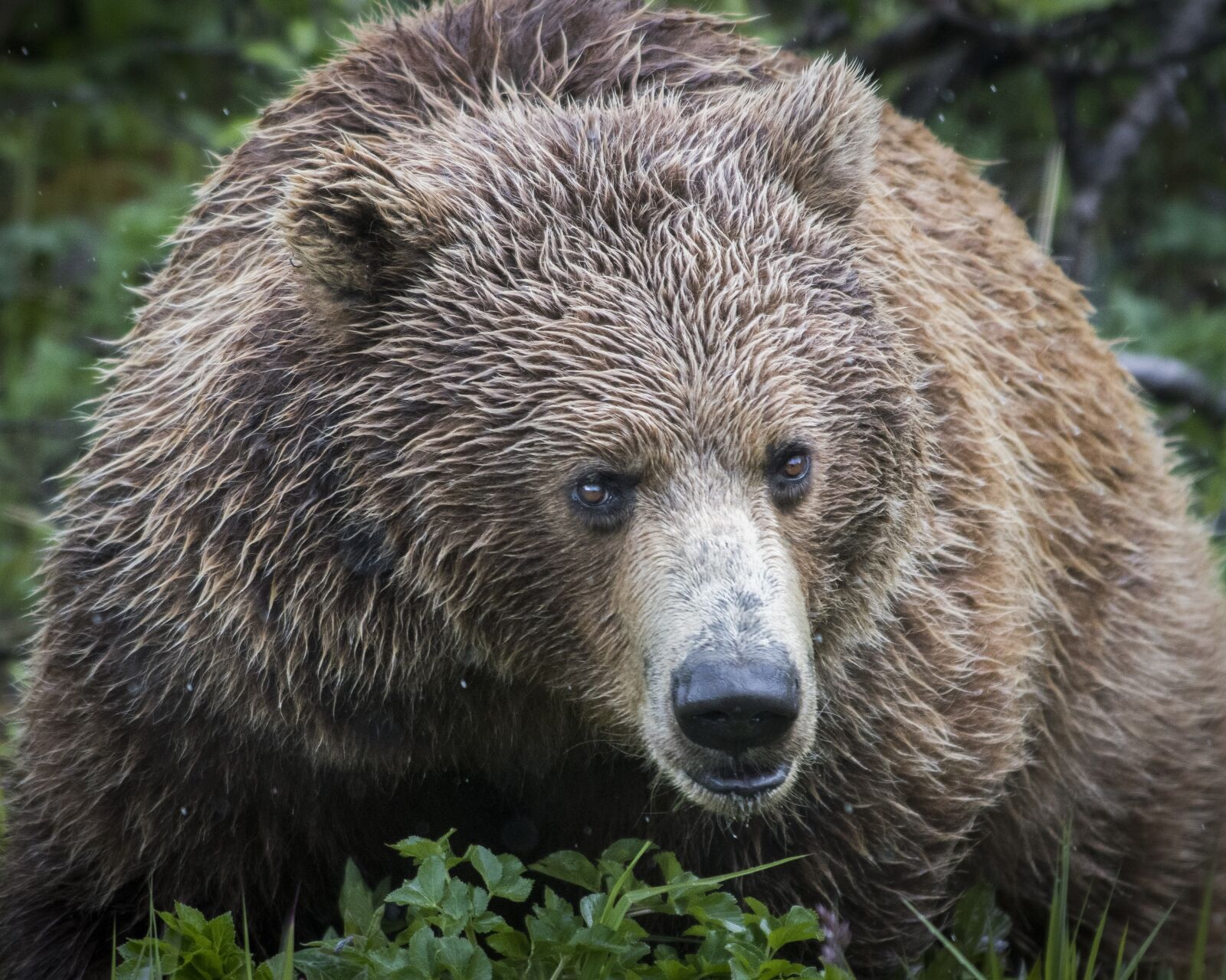 Nikon D500 sample photo. Bear, grizzly, nature photography