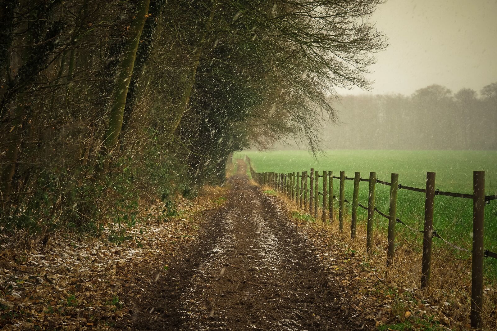 Olympus OM-D E-M10 sample photo. Forest, nature, landscape photography