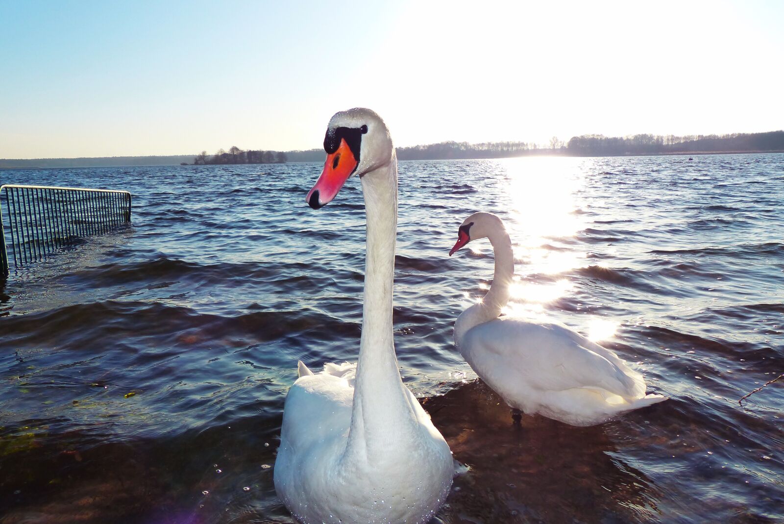 Panasonic Lumix DMC-FZ200 sample photo. Mute swan, sunset, lake photography