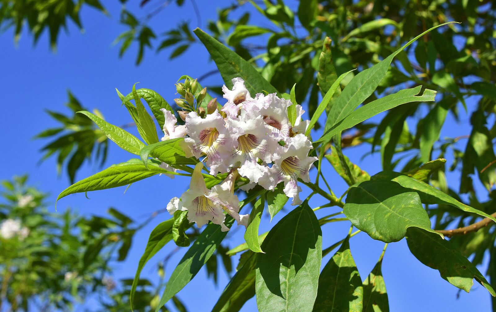 Nikon D7200 sample photo. Flower, garden, plant photography