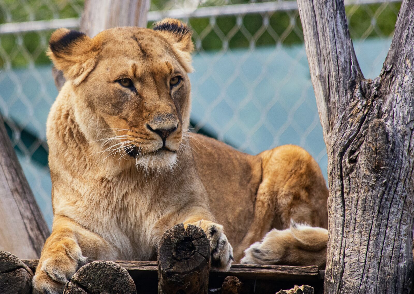 Canon EF 70-300mm F4-5.6 IS USM sample photo. Lioness, lion, mammal photography