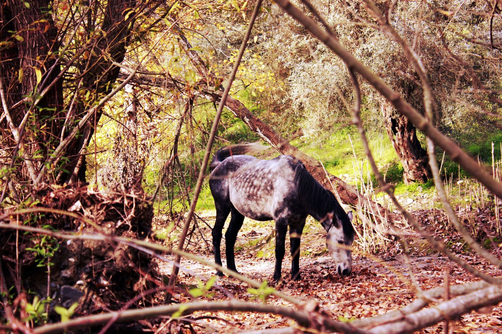 Canon EOS 600D (Rebel EOS T3i / EOS Kiss X5) sample photo. Benalauria, nature, andalusia photography
