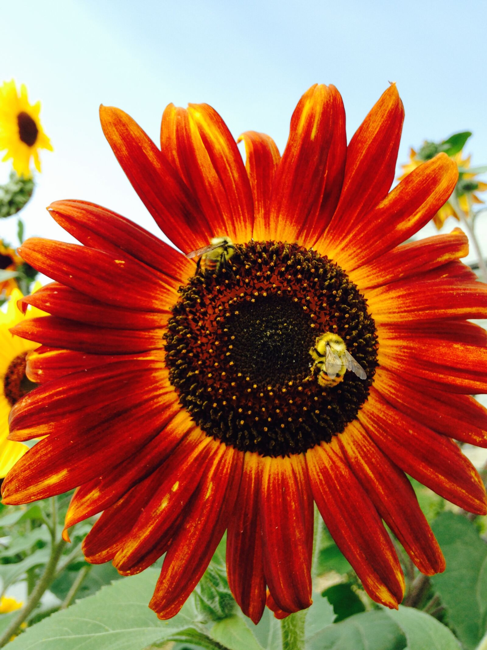 iPhone 5 back camera 4.12mm f/2.4 sample photo. Sunflowers, summer, flower photography