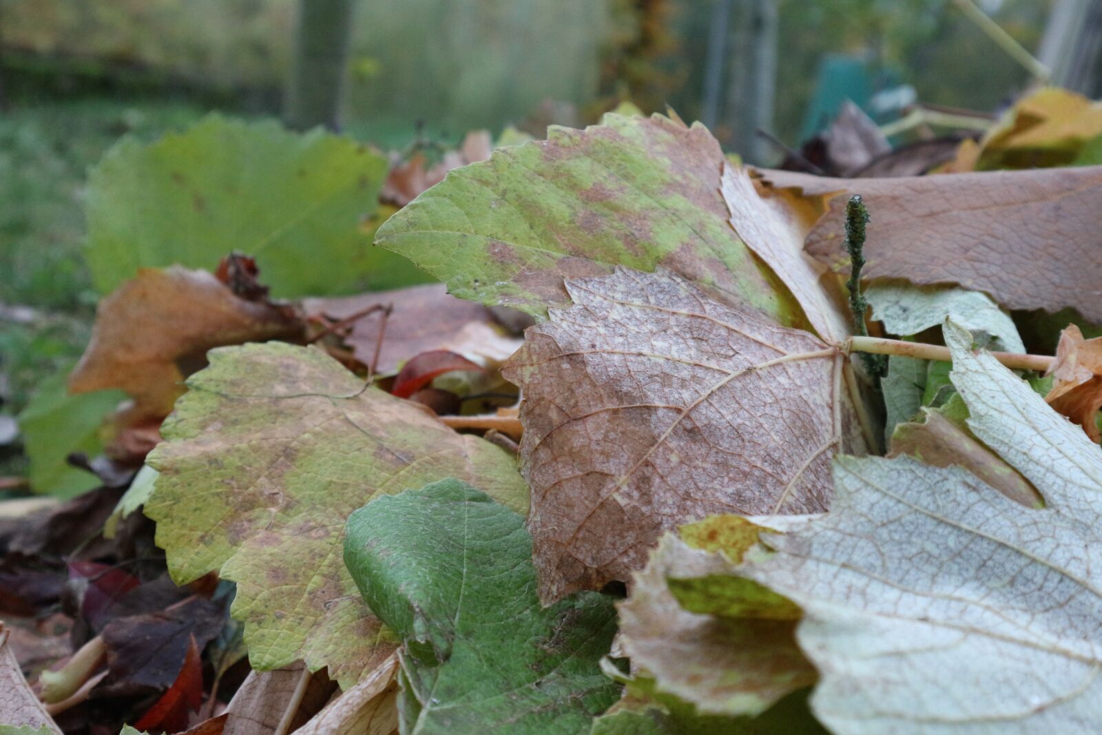 Canon EOS M10 sample photo. Autumn, leaves, nature photography