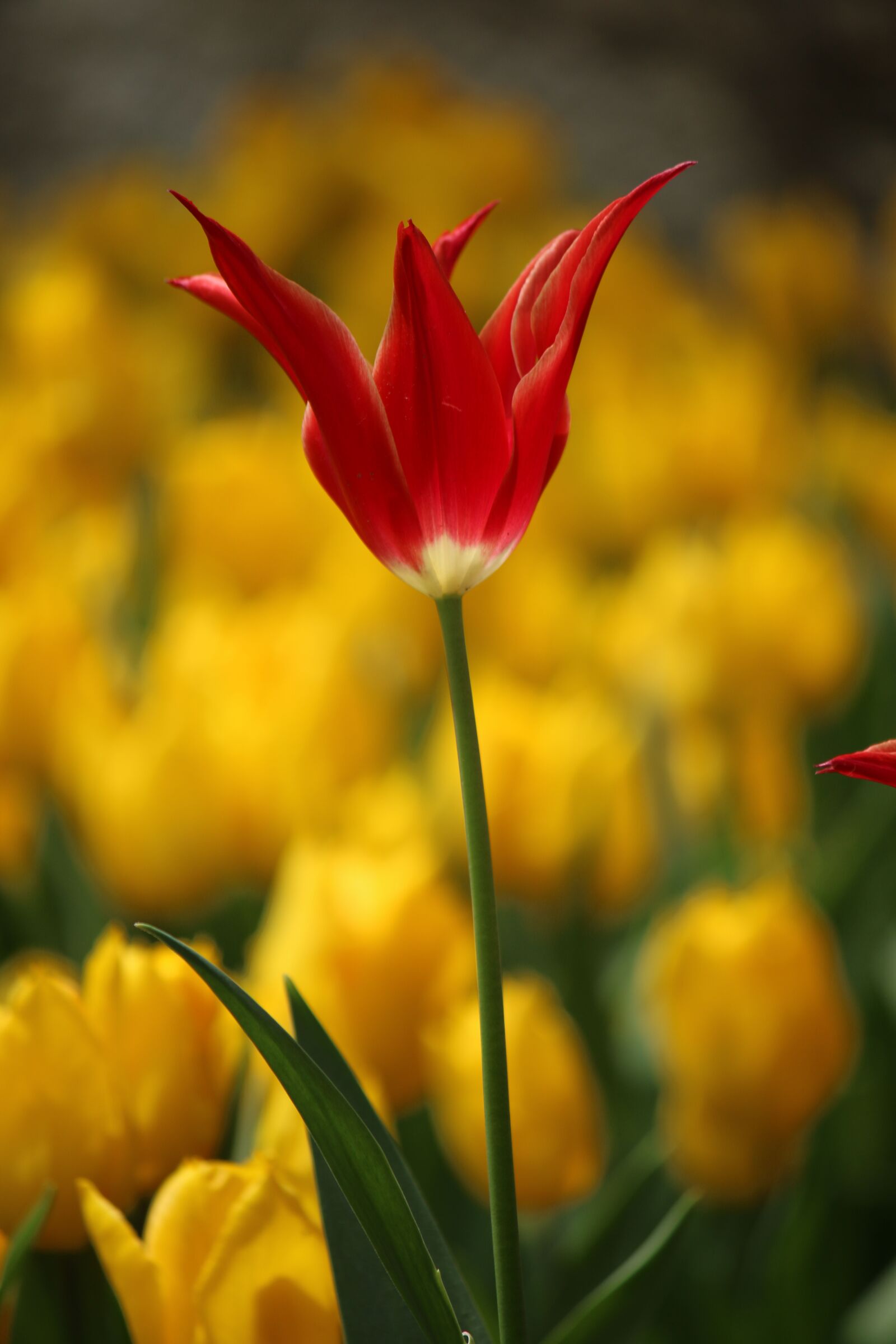 Canon EOS 70D + Canon EF-S 55-250mm F4-5.6 IS II sample photo. Tulip, tulips, flower photography