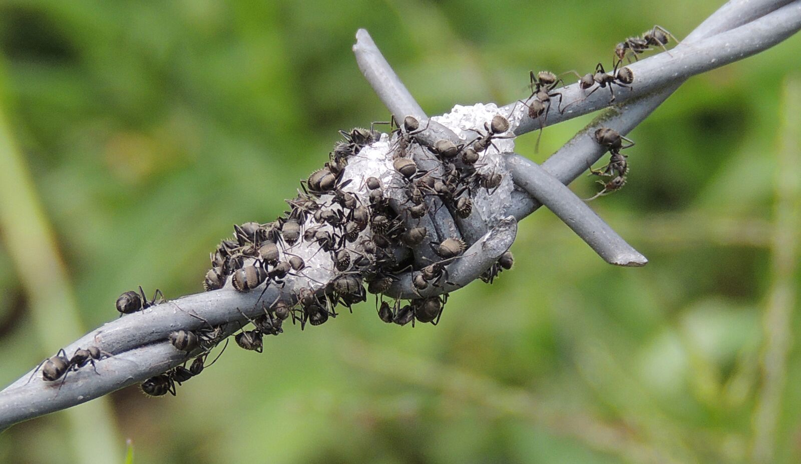 Nikon Coolpix P510 sample photo. Macro, insects, ant foragers photography