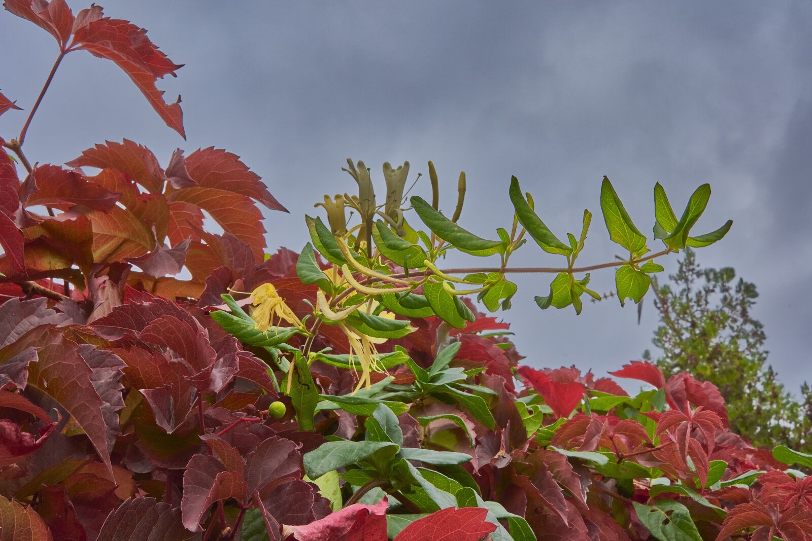 Nikon D7200 sample photo. Autumn, red, forest photography